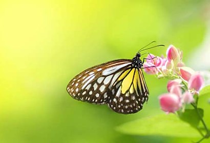Fototapeta Motýl na květu 5137